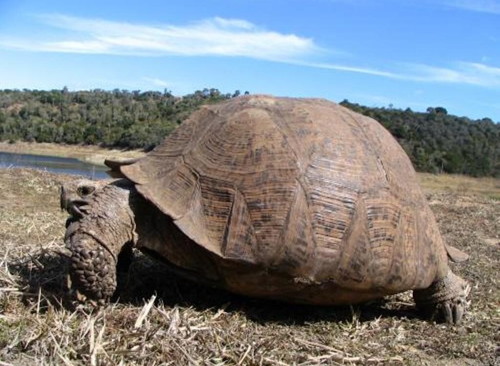 Wie alt können Schildkröten werden