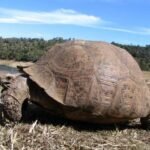Wie alt können Schildkröten werden