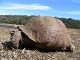 Wie alt können Schildkröten werden