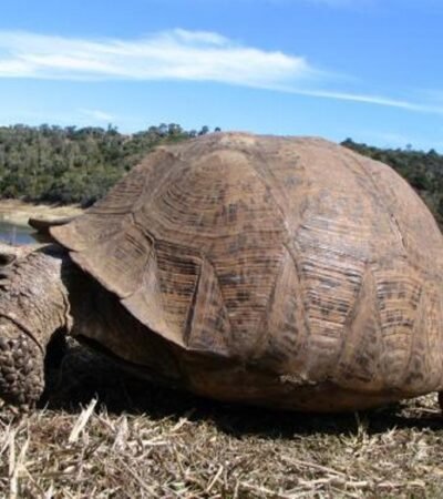 Wie alt können Schildkröten werden