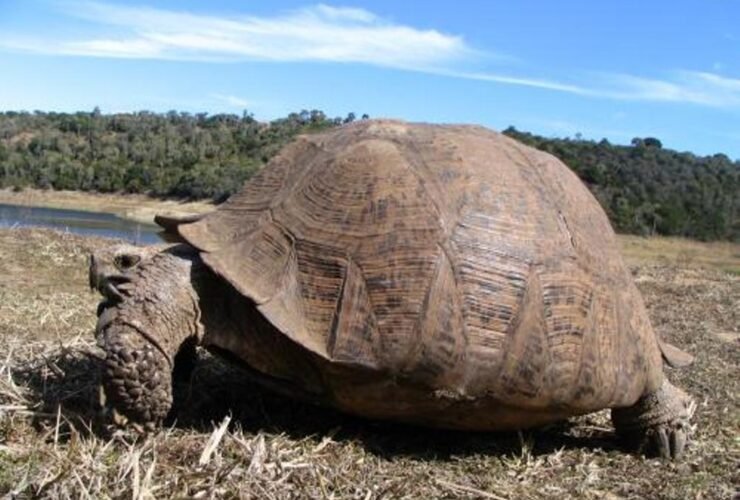Wie alt können Schildkröten werden