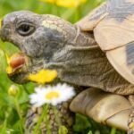 Was kostet eine Schildkröte