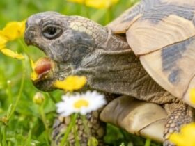 Was kostet eine Schildkröte