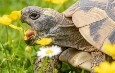 Was kostet eine Schildkröte