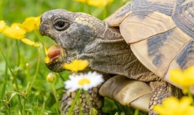 Was kostet eine Schildkröte