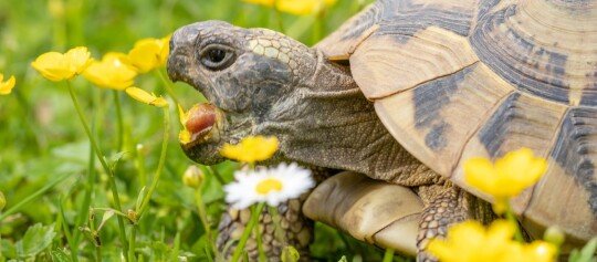 Was kostet eine Schildkröte